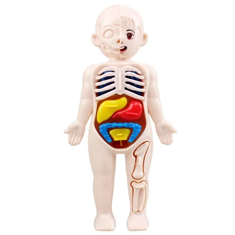 Children Science Education Human Body Organ Anatomy Model DIY - Tiny Explorers Club