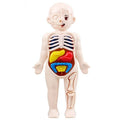 Children Science Education Human Body Organ Anatomy Model DIY - Tiny Explorers Club