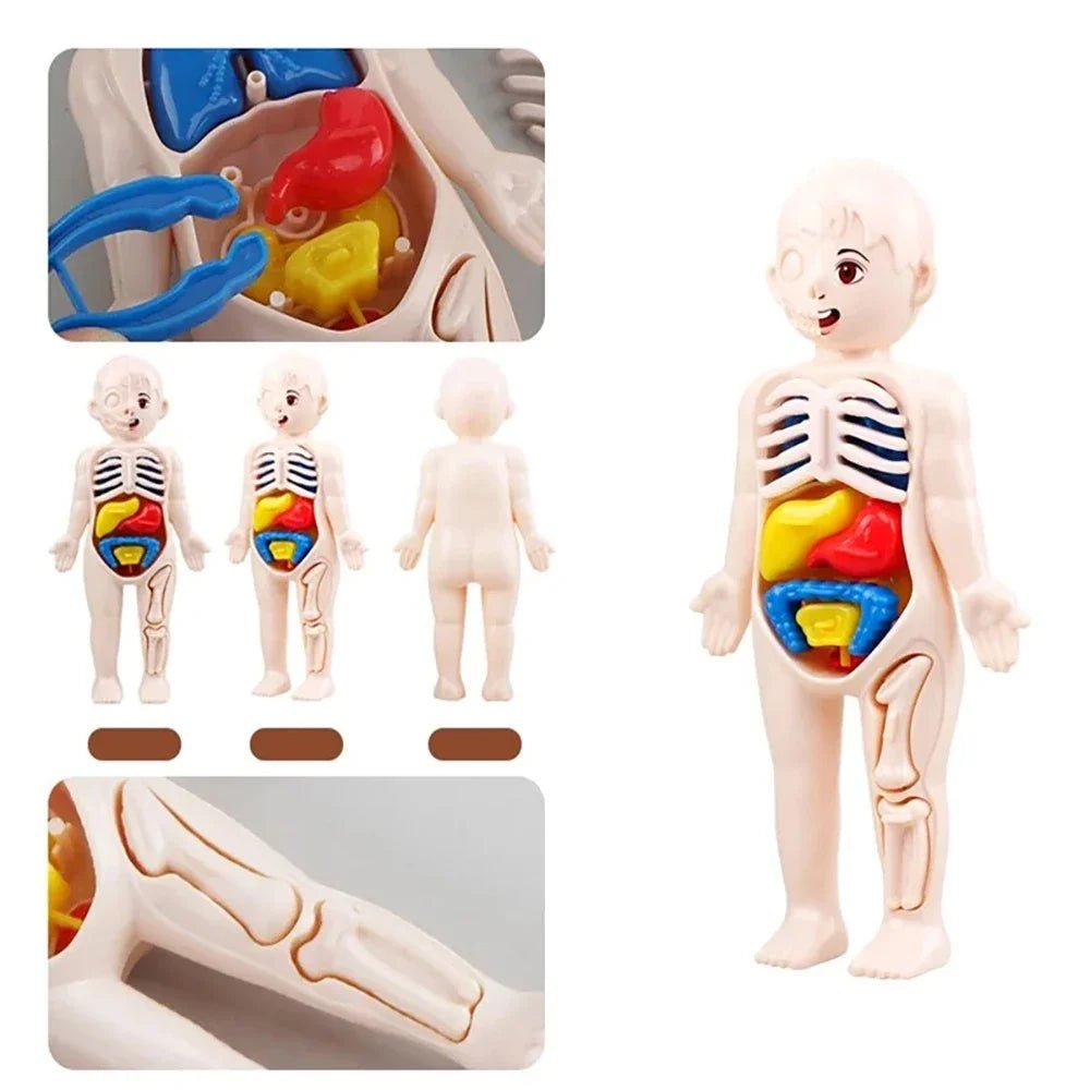 Children Science Education Human Body Organ Anatomy Model DIY - Tiny Explorers Club