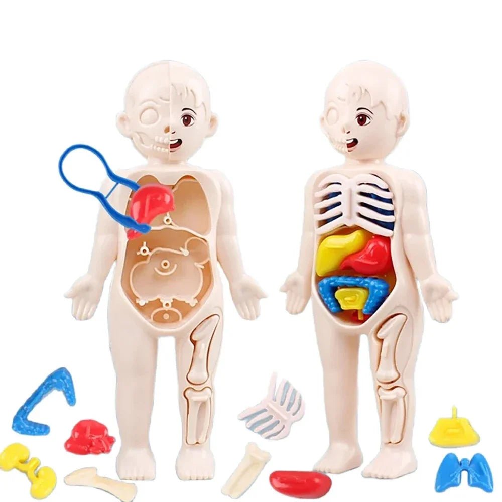 Children Science Education Human Body Organ Anatomy Model DIY - Tiny Explorers Club