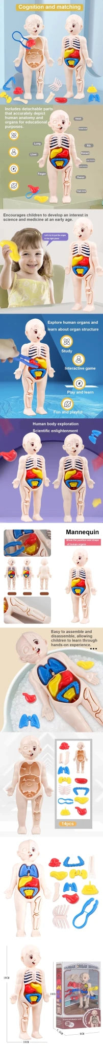 Children Science Education Human Body Organ Anatomy Model DIY - Tiny Explorers Club