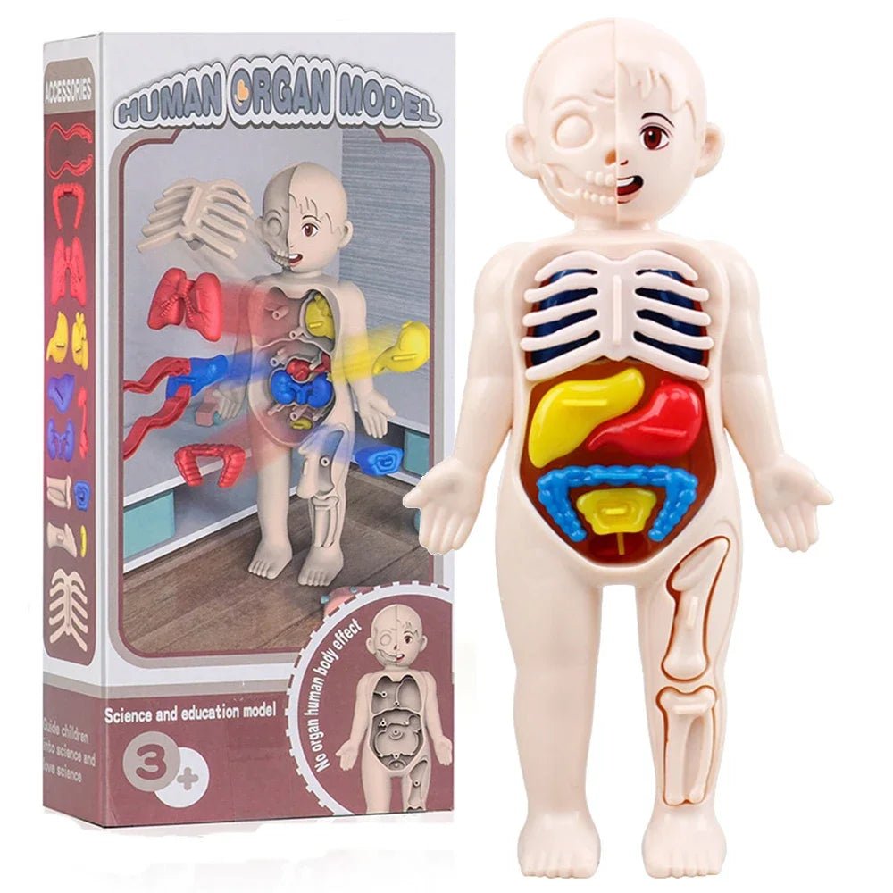 Children Science Education Human Body Organ Anatomy Model DIY - Tiny Explorers Club
