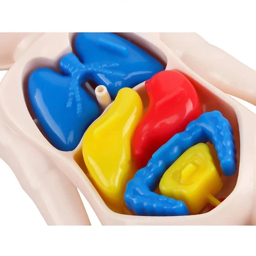 Children Science Education Human Body Organ Anatomy Model DIY - Tiny Explorers Club