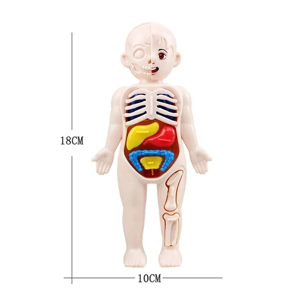 Children Science Education Human Body Organ Anatomy Model DIY - Tiny Explorers Club