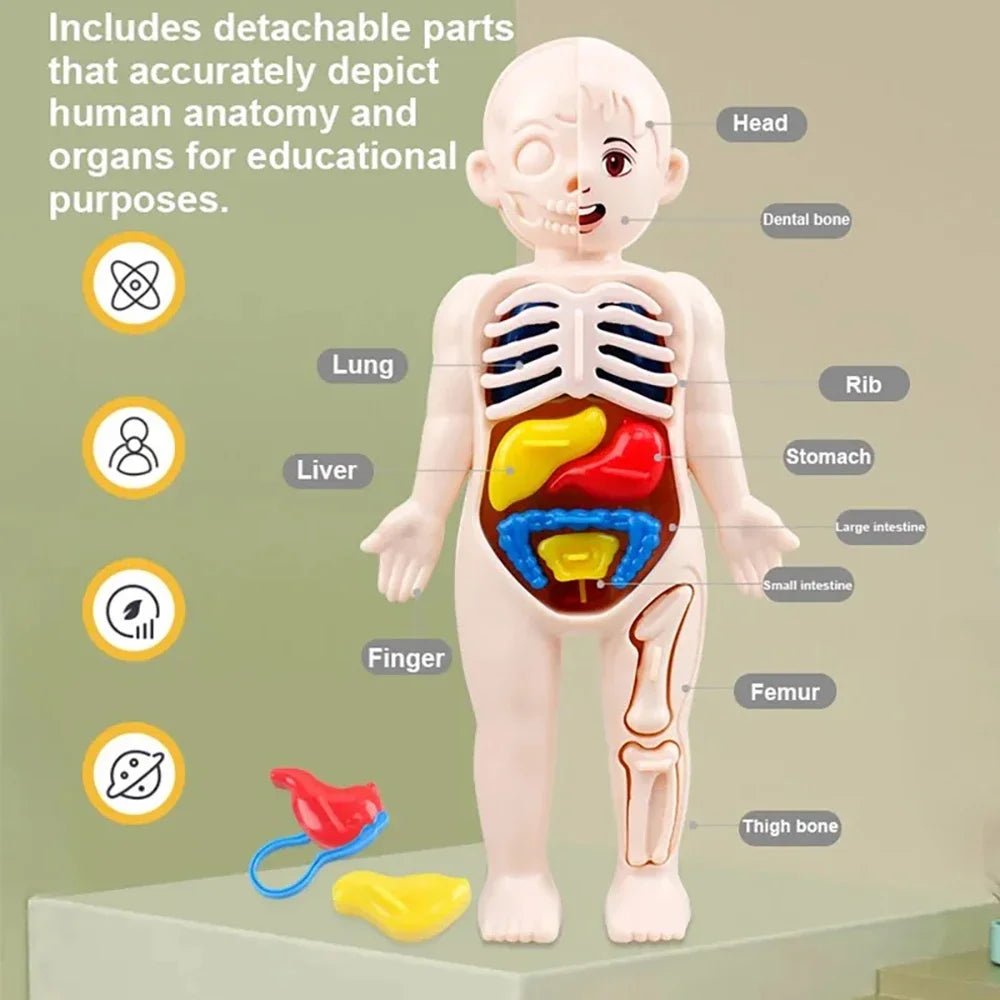 Children Science Education Human Body Organ Anatomy Model DIY - Tiny Explorers Club